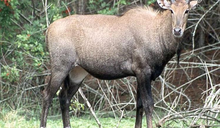 Save The Nilgai #stopkillingnilgai - Ketto Save The Nilgai #stopkillingnilgai - Ketto