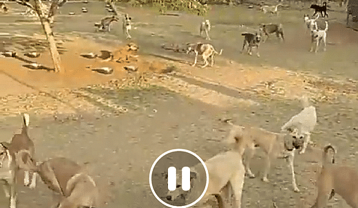 Girish Needs Your Help To Fix His Animal Shelter - Ketto Girish Needs Your Help To Fix His Animal Shelter - Ketto