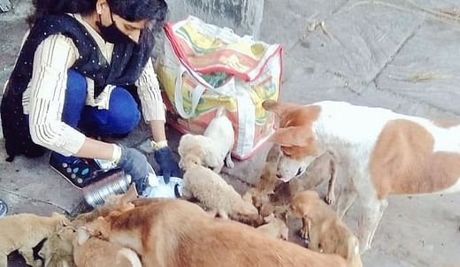 Homeless Animals Need Your Help, Please Donate As Much As Possible. - Ketto Homeless Animals Need Your Help, Please Donate As Much As Possible. - Ketto