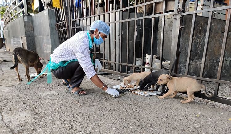 Help Feed And Medicate Hungry & Injured Strays - Ketto Help Feed And Medicate Hungry & Injured Strays - Ketto