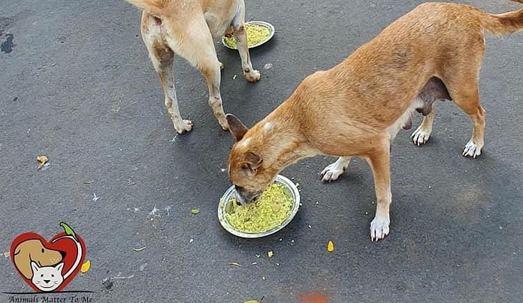 To Feed Stray Animals Across Mumbai And To Treat Them In Case Of Medical Emergency - Ketto To Feed Stray Animals Across Mumbai And To Treat Them In Case Of Medical Emergency - Ketto