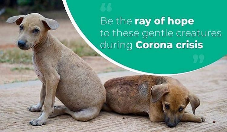Feed The Stray Dogs From Your Home During Corona Crisis - Ketto