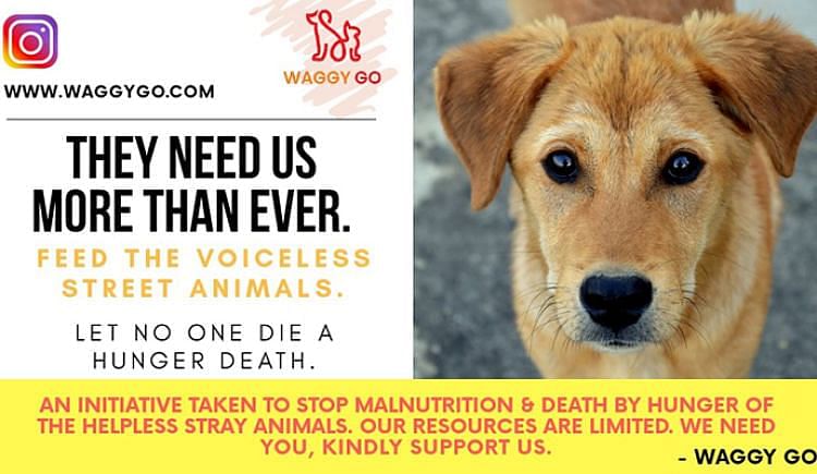 Help Us Feed Starving Stray Animals & Save Lives - Ketto