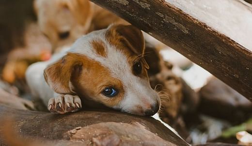 You Can Help Stop Animal Cruelty - Fund The Animal Rights Warriors - Ketto You Can Help Stop Animal Cruelty - Fund The Animal Rights Warriors - Ketto