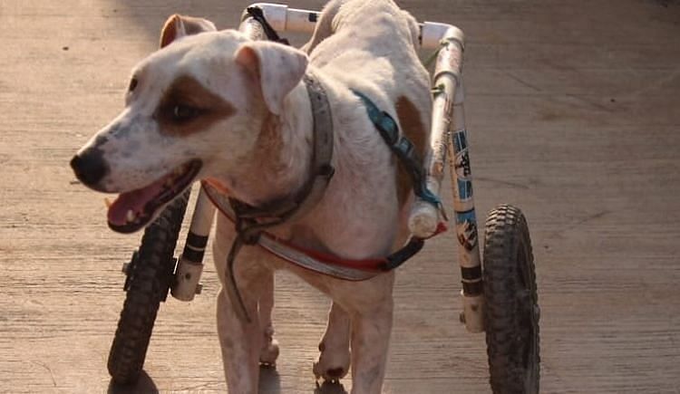 Funds For Placing Whitey At A Loving Shelter - Ketto Funds For Placing Whitey At A Loving Shelter - Ketto