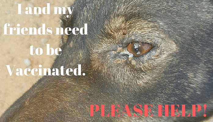 Vaccination Drive For Dogs In Whitefield - Ketto Vaccination Drive For Dogs In Whitefield - Ketto
