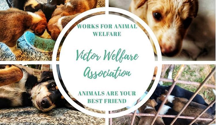 Animal Shelter & Treatment - Ketto Animal Shelter & Treatment - Ketto