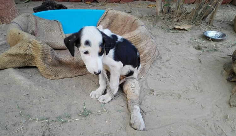 Helping The Suffering Street Animals Of Agra - Ketto