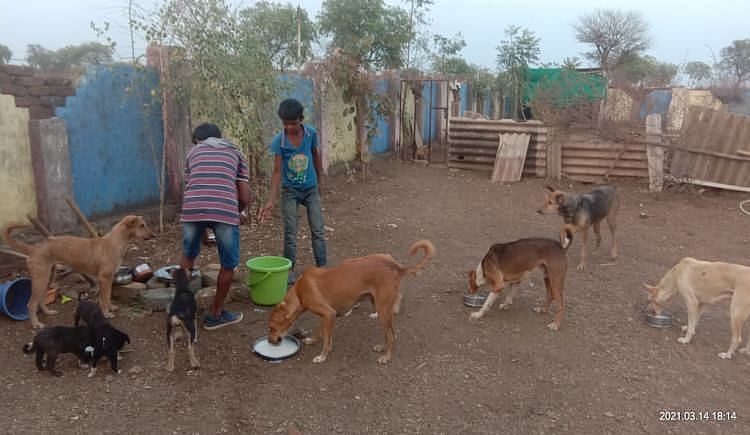 COVID CRISIS HAS PUT WARDHA'S DOGS AT RISK: PLEASE HELP US RAISE Rs2,00,000  FOR VET BILLS AND EMERGENCY RESCUES! - Ketto