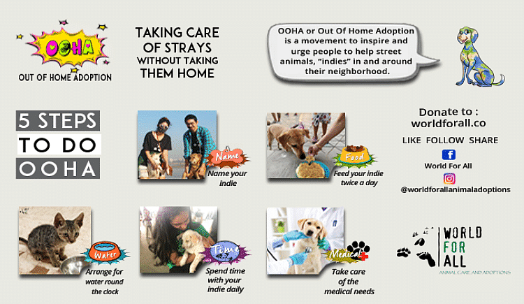 Support Street Animals In Pandemic Times - Ketto Support Street Animals In Pandemic Times - Ketto