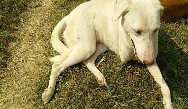 Infinite PAWsibilities - Ketto Infinite PAWsibilities - Ketto