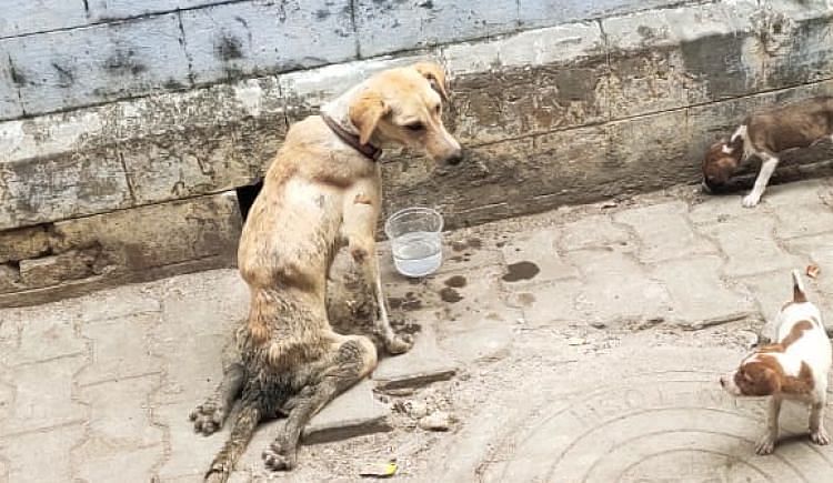 Help Stray Dog To Fight Paralysis - Ketto Help Stray Dog To Fight Paralysis - Ketto