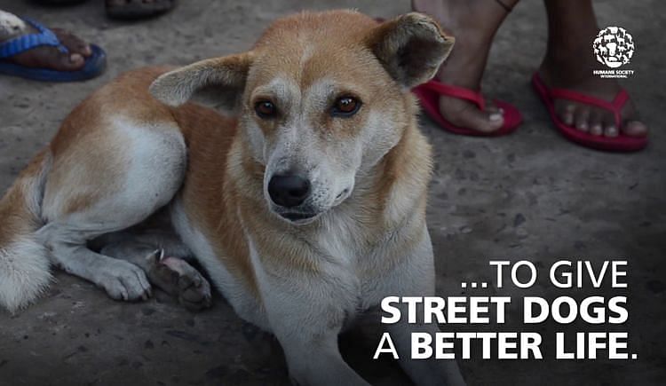 How Can We Help Stray Dogs