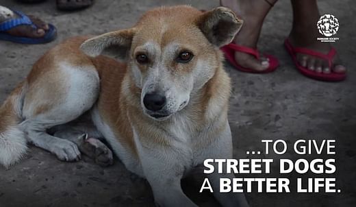 how can we help stray dogs