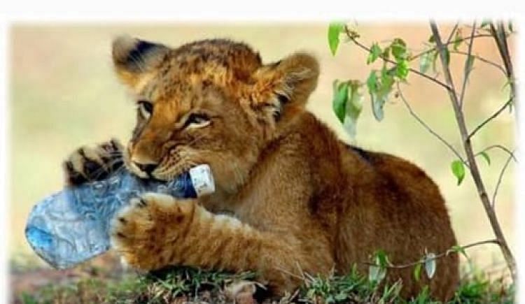 Help Us To Save Our Wild Animals From Eating Plastic Bottles Thrown By Tourists During Jungle Safaris. - Ketto Help Us To Save Our Wild Animals From Eating Plastic Bottles Thrown By Tourists During Jungle Safaris. - Ketto