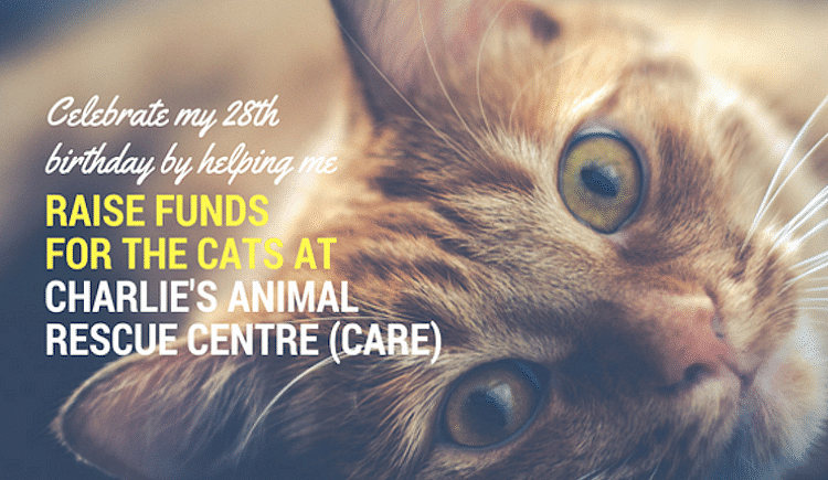 Help Me Raise Funds For The Cats At CARE - Ketto