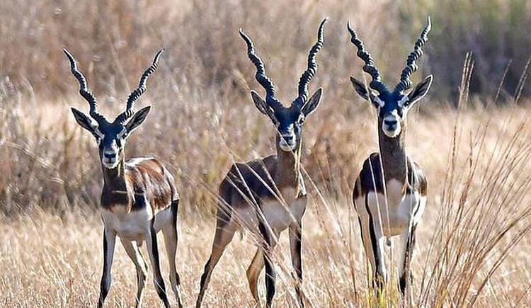 Fundraiser To Adopt An Endangered Species-The Black Buck - Ketto Fundraiser To Adopt An Endangered Species-The Black Buck - Ketto