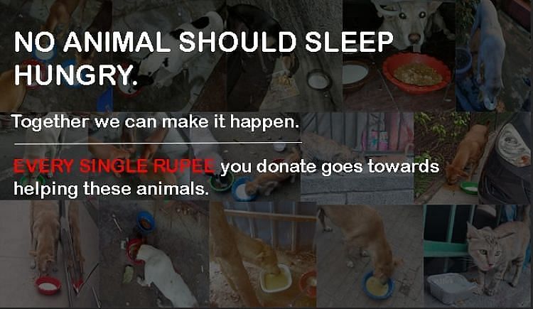 Help Us Feed Stray Dogs - Ketto Help Us Feed Stray Dogs - Ketto