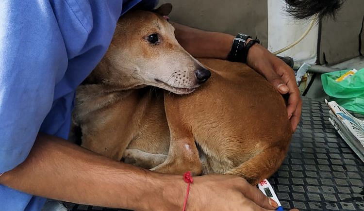 Help The Animal Ambulance For Sick And Injured Stray Animals By Mypalclub  Foundation - Ketto