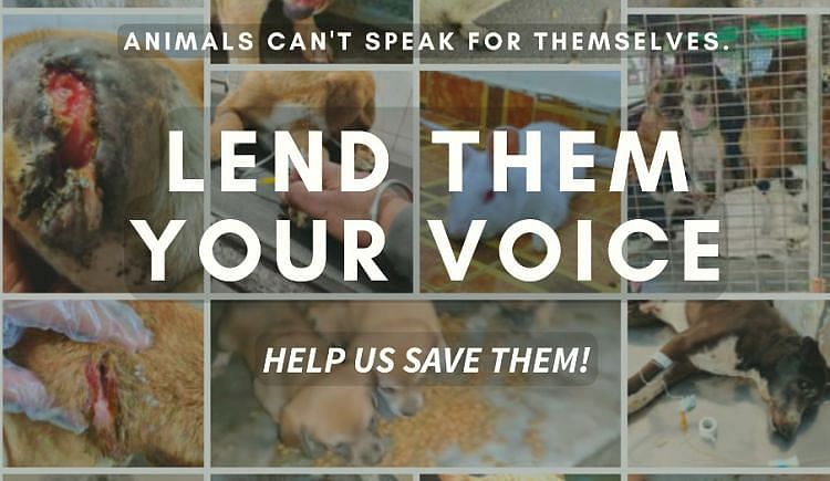 Help Us To Help Voiceless Stray Animals For Treatment , Get An Ambulance For Our Rescues And Other Nearby Trusted Rescuers . - Ketto Help Us To Help Voiceless Stray Animals For Treatment , Get An Ambulance For Our Rescues And Other Nearby Trusted Rescuers . - Ketto