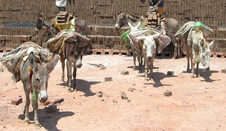From Suffering To Sanctuary: Help Animal Rahat Care For 40 Donkeys! - Ketto