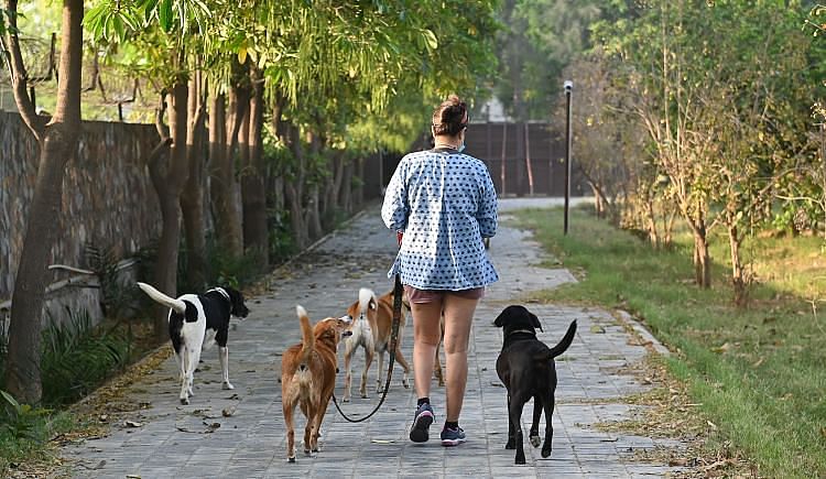 Support Karma Animal Foundation Meet Its Operational Expenses For 2022-23 And Carry Out Infrastructure Improvements - Ketto Support Karma Animal Foundation Meet Its Operational Expenses For 2022-23 And Carry Out Infrastructure Improvements - Ketto