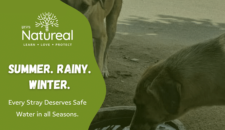 Water Bowls Distribution For Stray Animals - Ketto Water Bowls Distribution For Stray Animals - Ketto