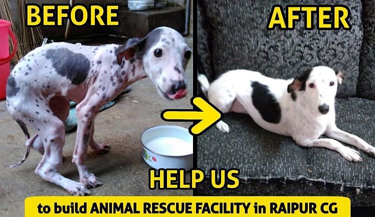 Help Us Build Animal Rescue Facility In Raipur - Ketto