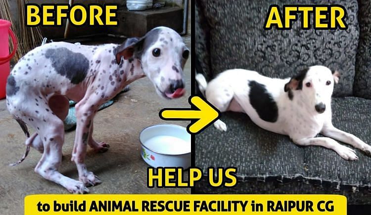 Help Us Build Animal Rescue Facility In Raipur - Ketto Help Us Build Animal Rescue Facility In Raipur - Ketto