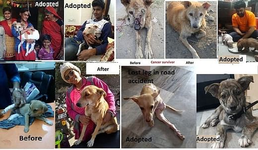 Animal Welfare - Ketto Animal Welfare - Ketto