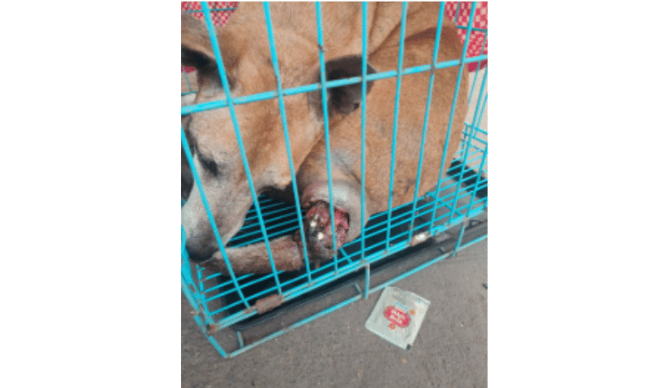 Kennels Last Chance Animal Rescue Centre Animal Crowdfunding