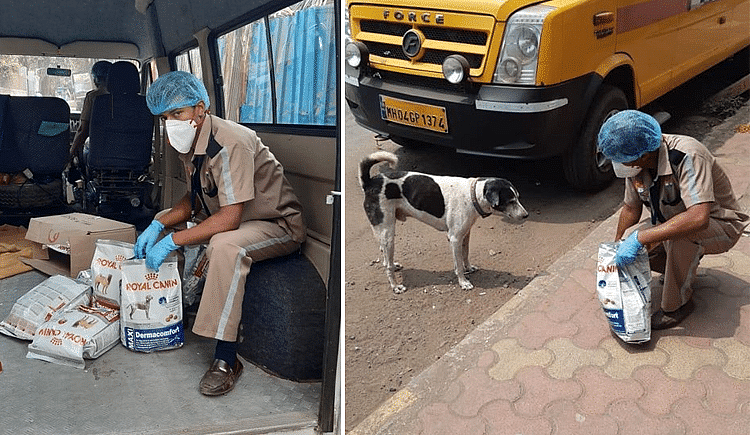 During This Coronavirus Pandemic, Please Help Feed Helpless Stray Animals  And Birds - Ketto